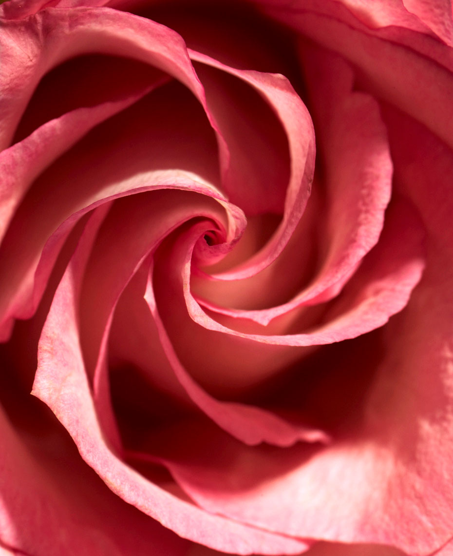 Botanical Still Life | Red Rose Close Up
