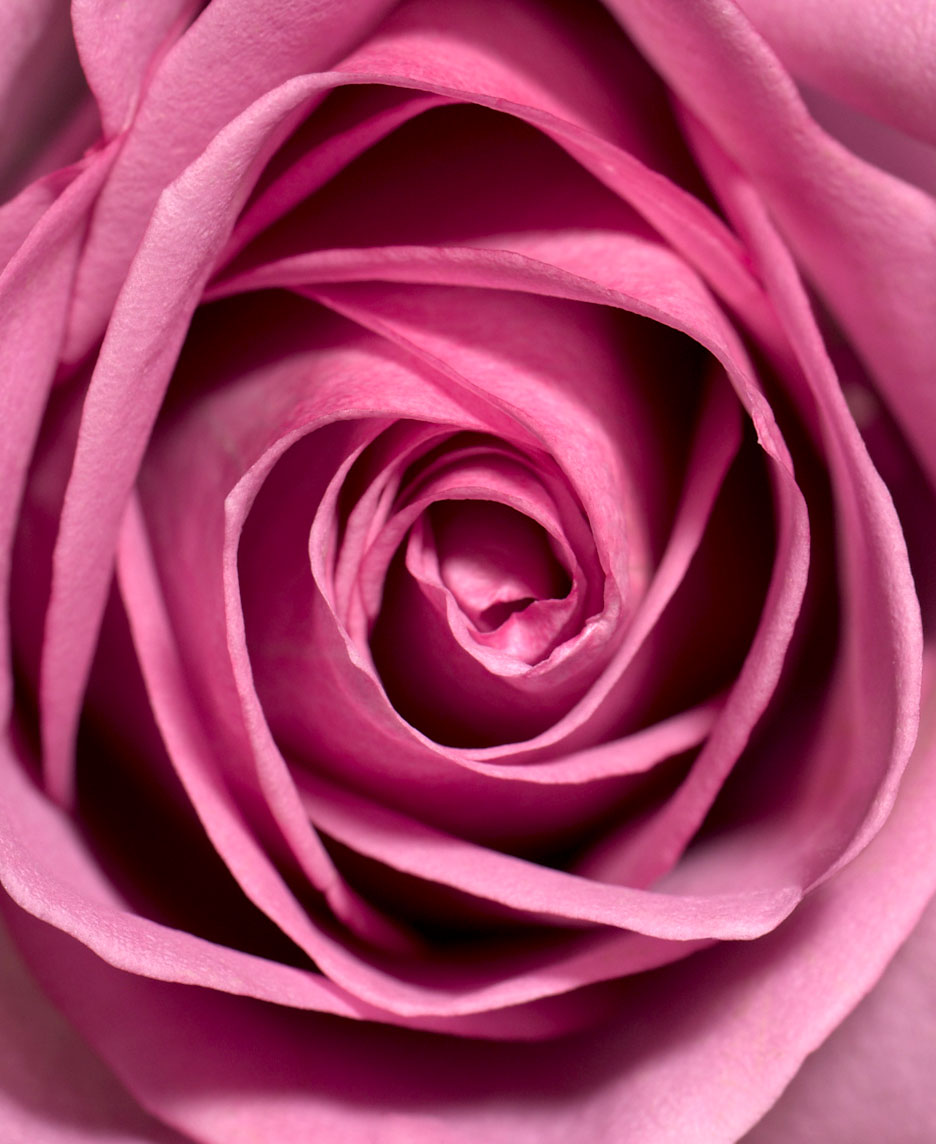 Botanical Still Life | Pink Rose Close Up