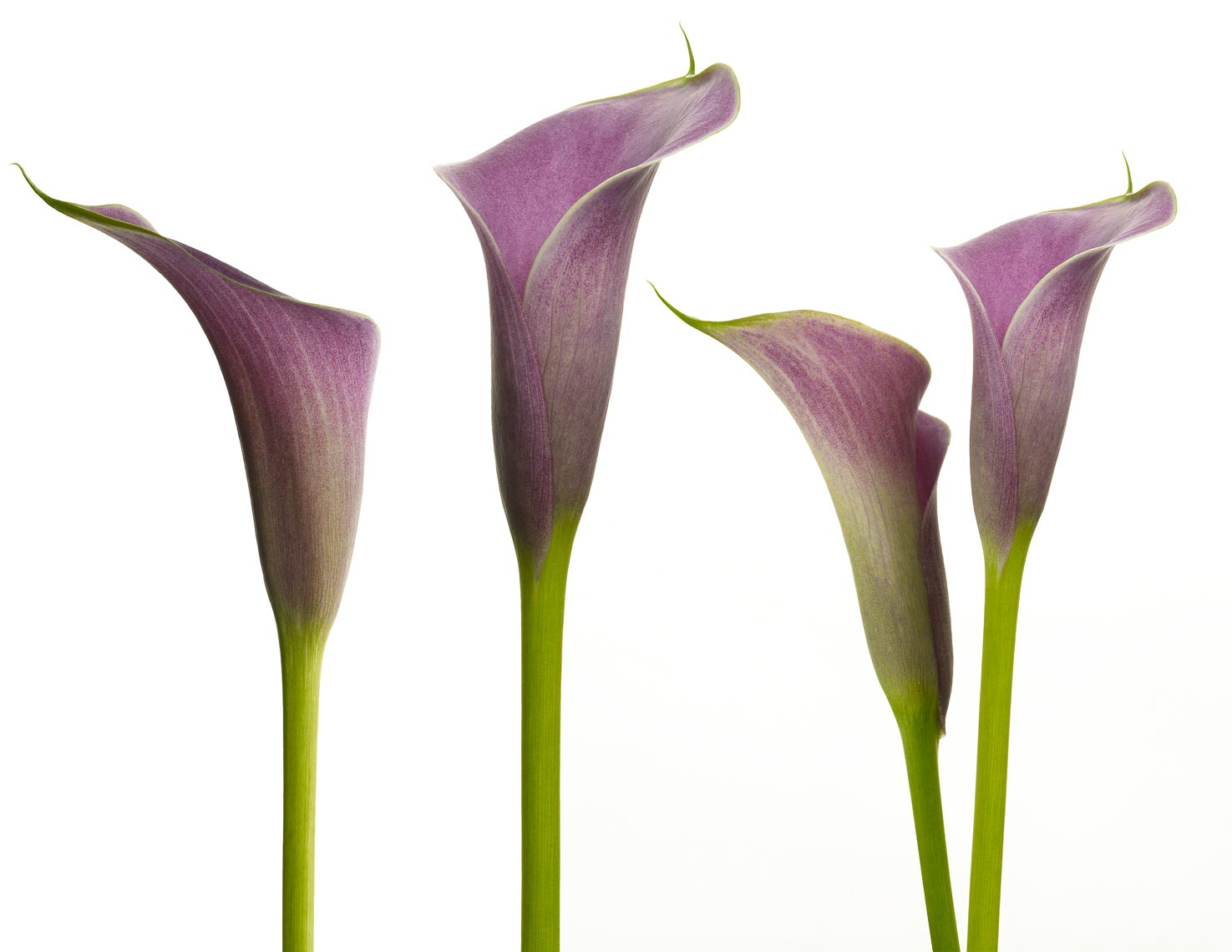 Botanical Still Life | Purple Calla Lily