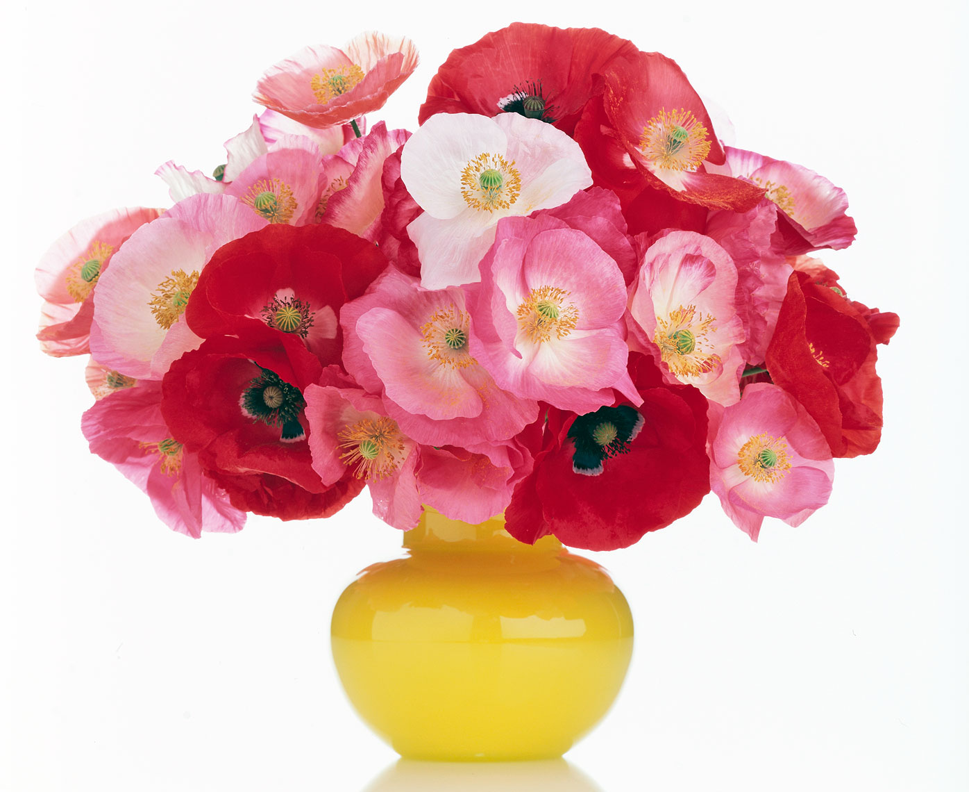 Botanical Still Life | Poppies in Yellow Vase