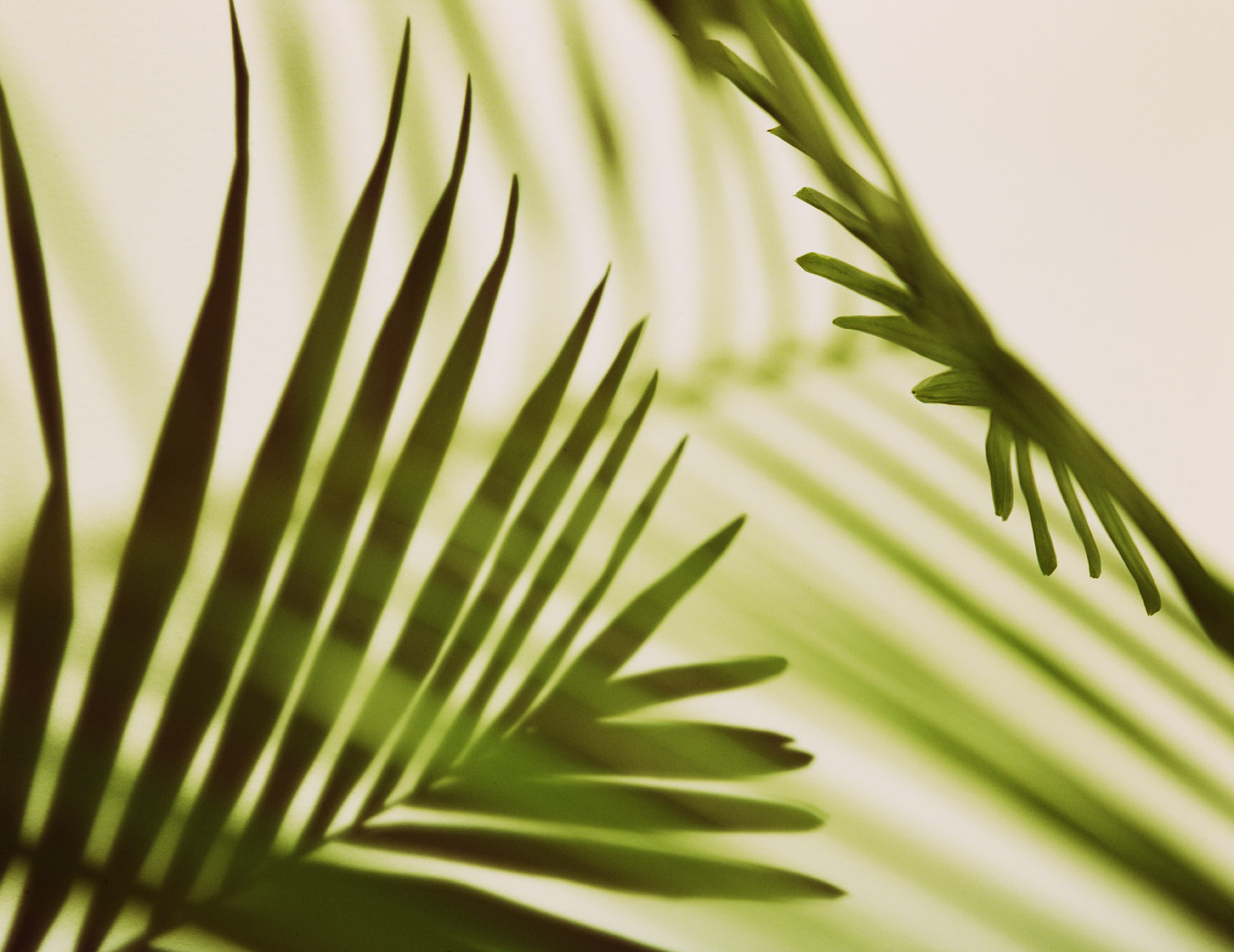 Botanical Still Life | Palm Fronds