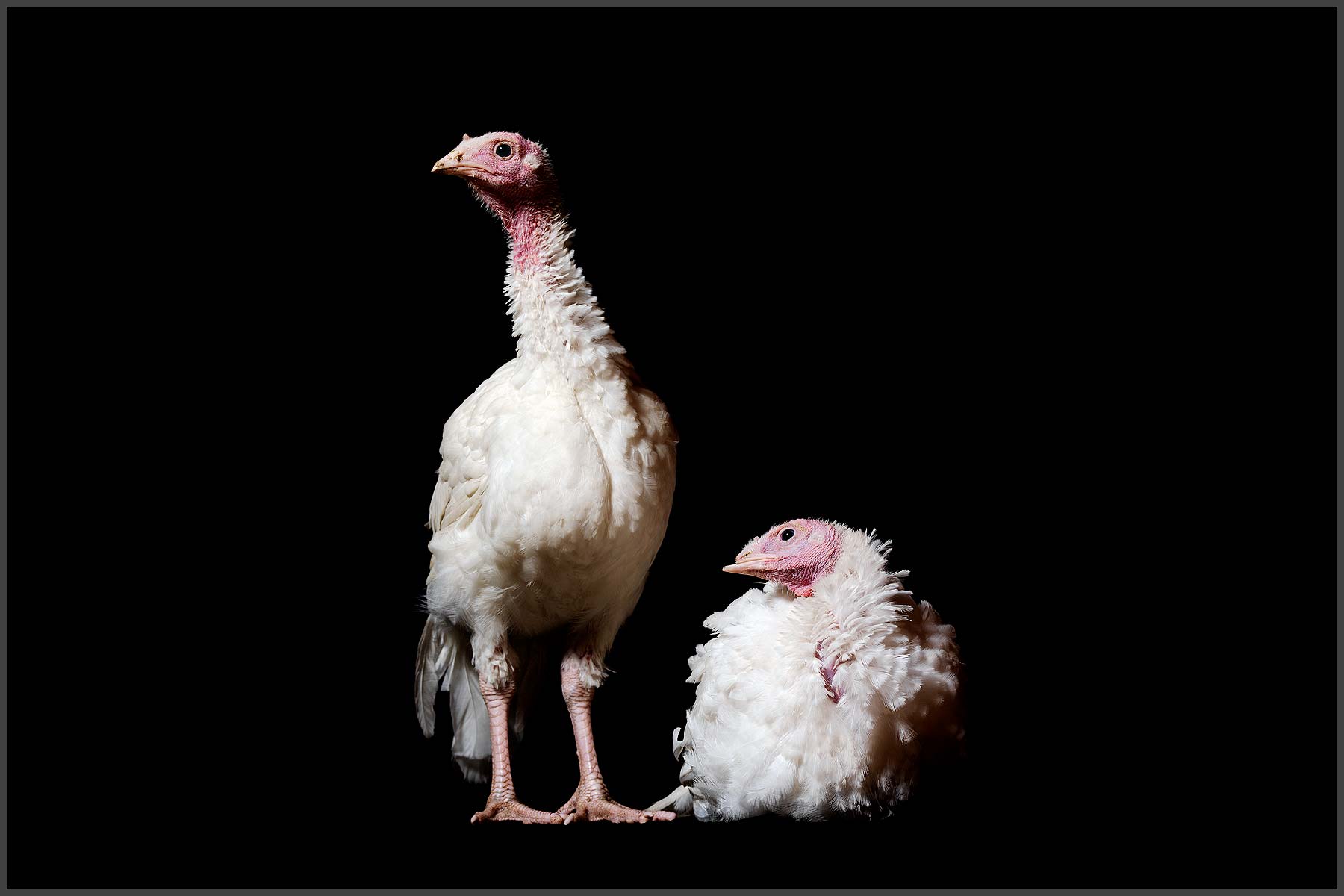 Farm Animal Portrait, Rescued Turkeys Precious Moment And Starlight
