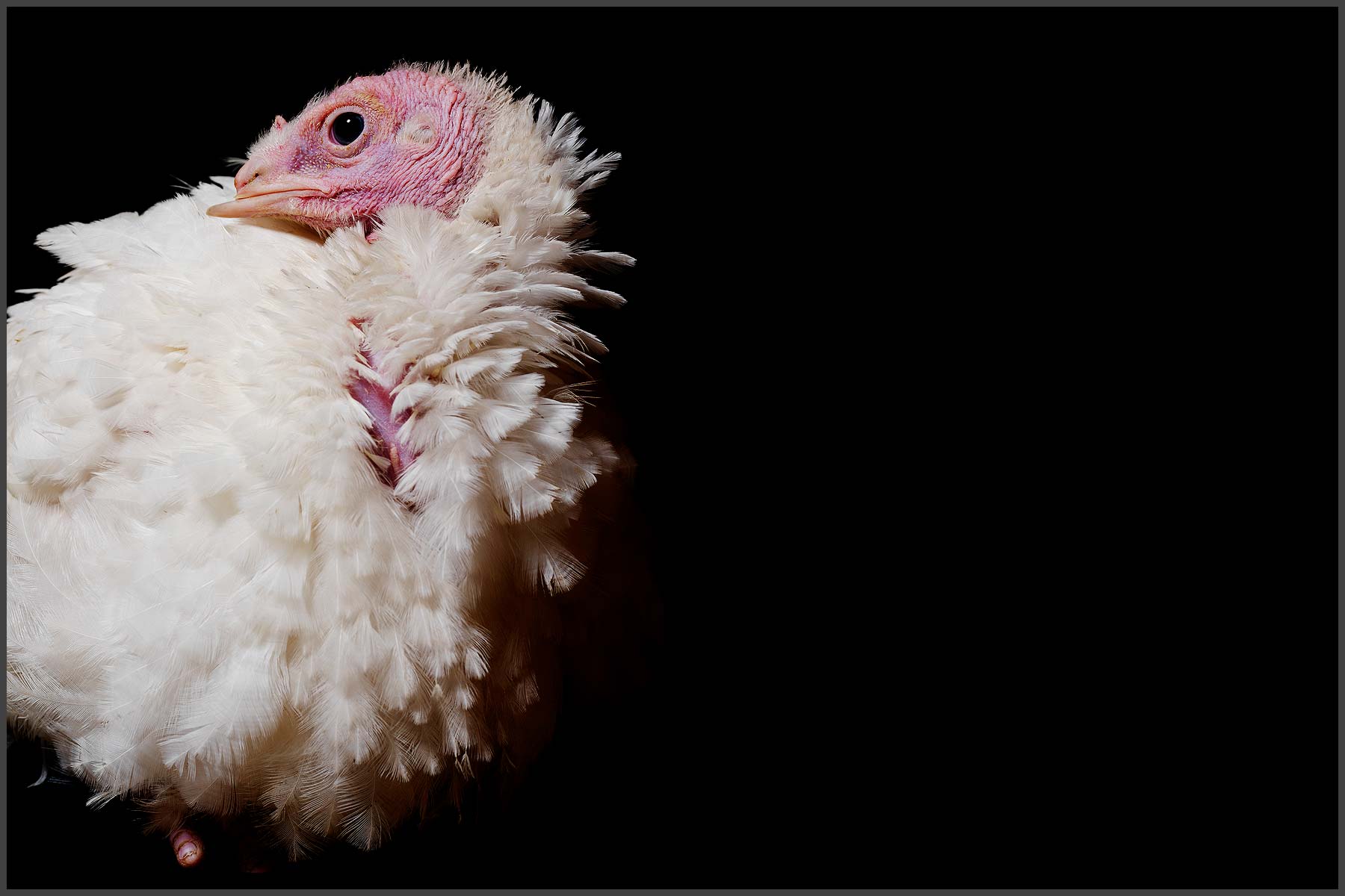 Farm Animal Portrait, Rescued Turkey Starlight