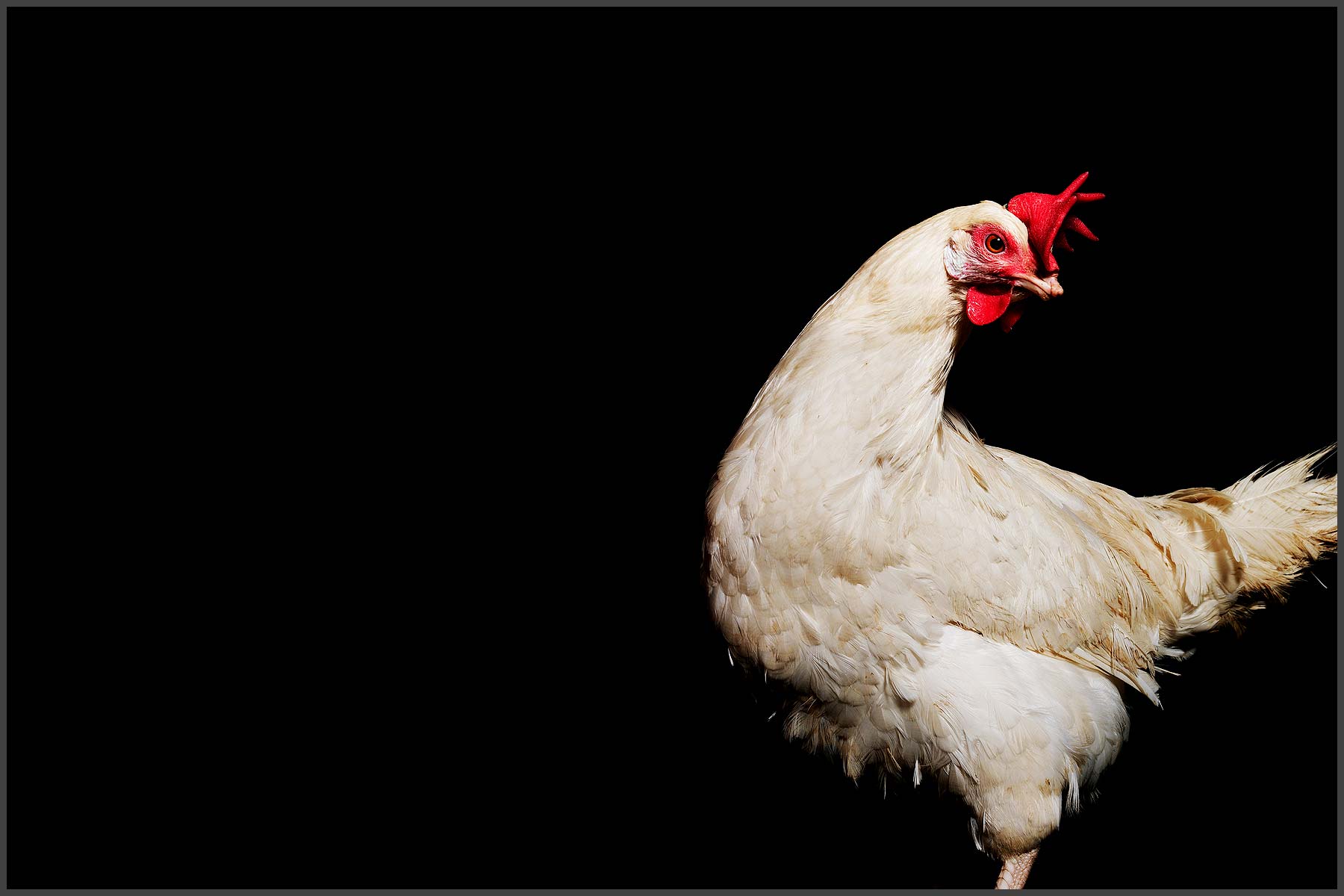 Farm Animal Portrait, Rescued Chicken Lolita