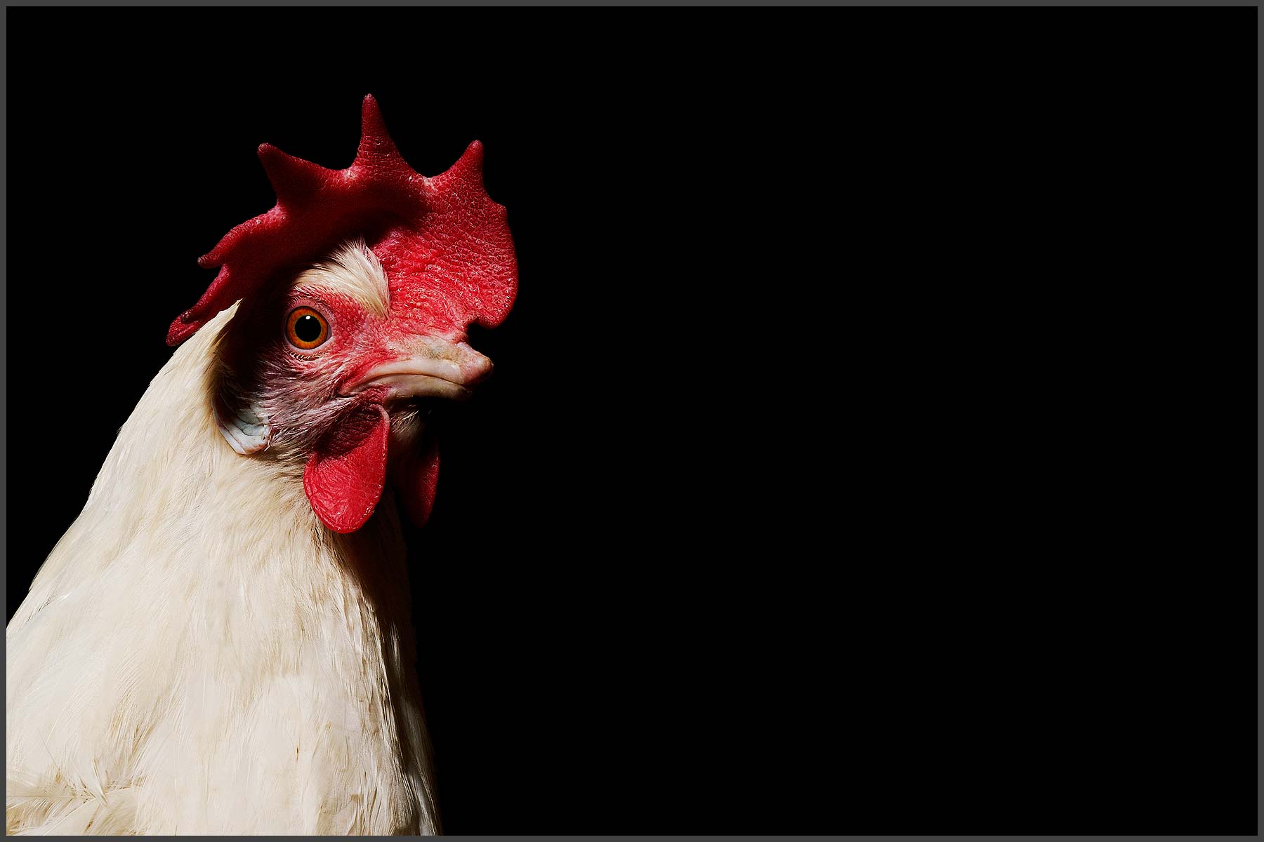 Farm Animal Portrait, Rescued Chicken Lolita