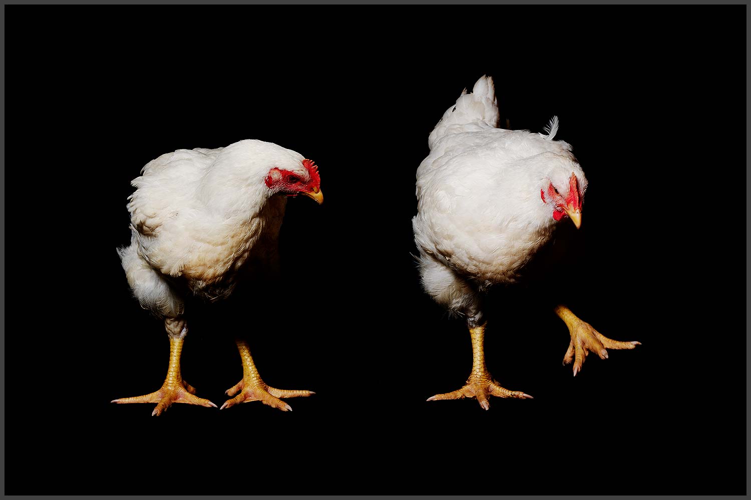 Farm Animal Portrait, Rescued Chicken Mister Monday And King Louis