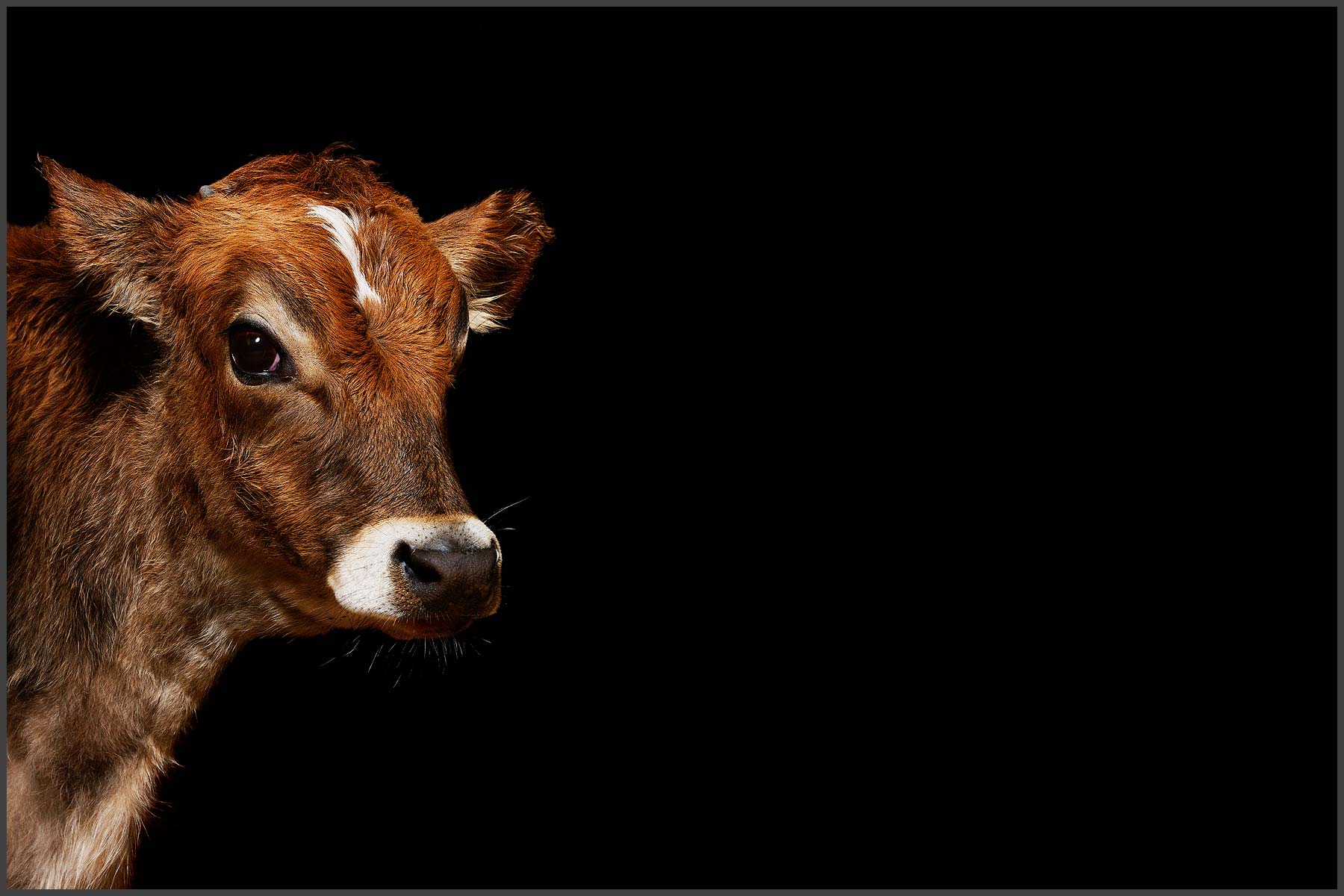 Farm Animal Portrait, Rosco A Rescued Calf