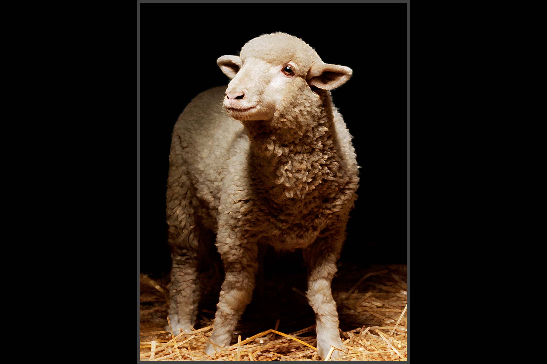 Farm Animal Portrait, Mekka | A Rescued Lamb