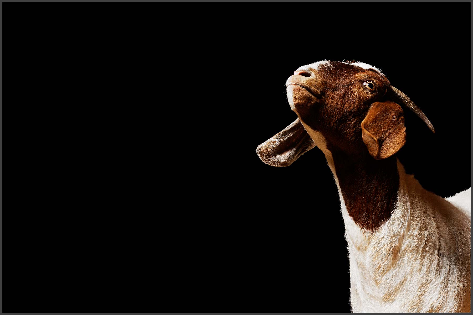 Farm Animal Portrait, Ellie Mae A Rescued Goat