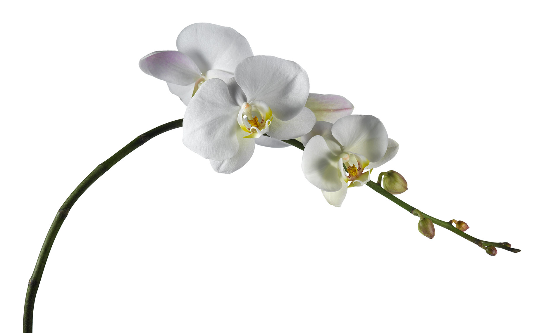 Botanical Still Life | White Phalaenopsis Orchid Flower Stem