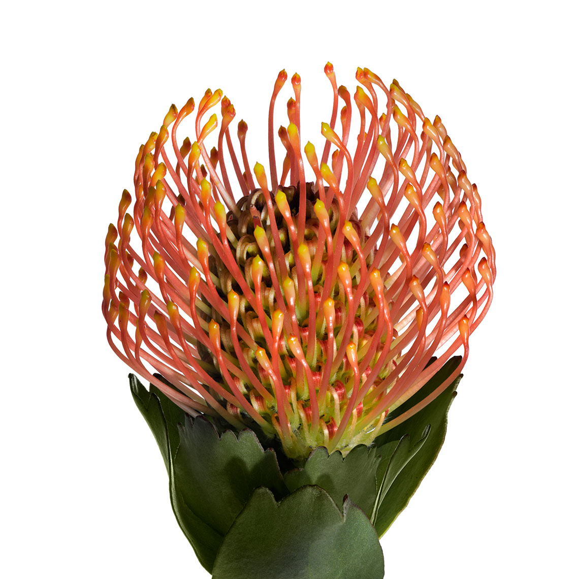 Botanical Still Life | Pincushion Flower 