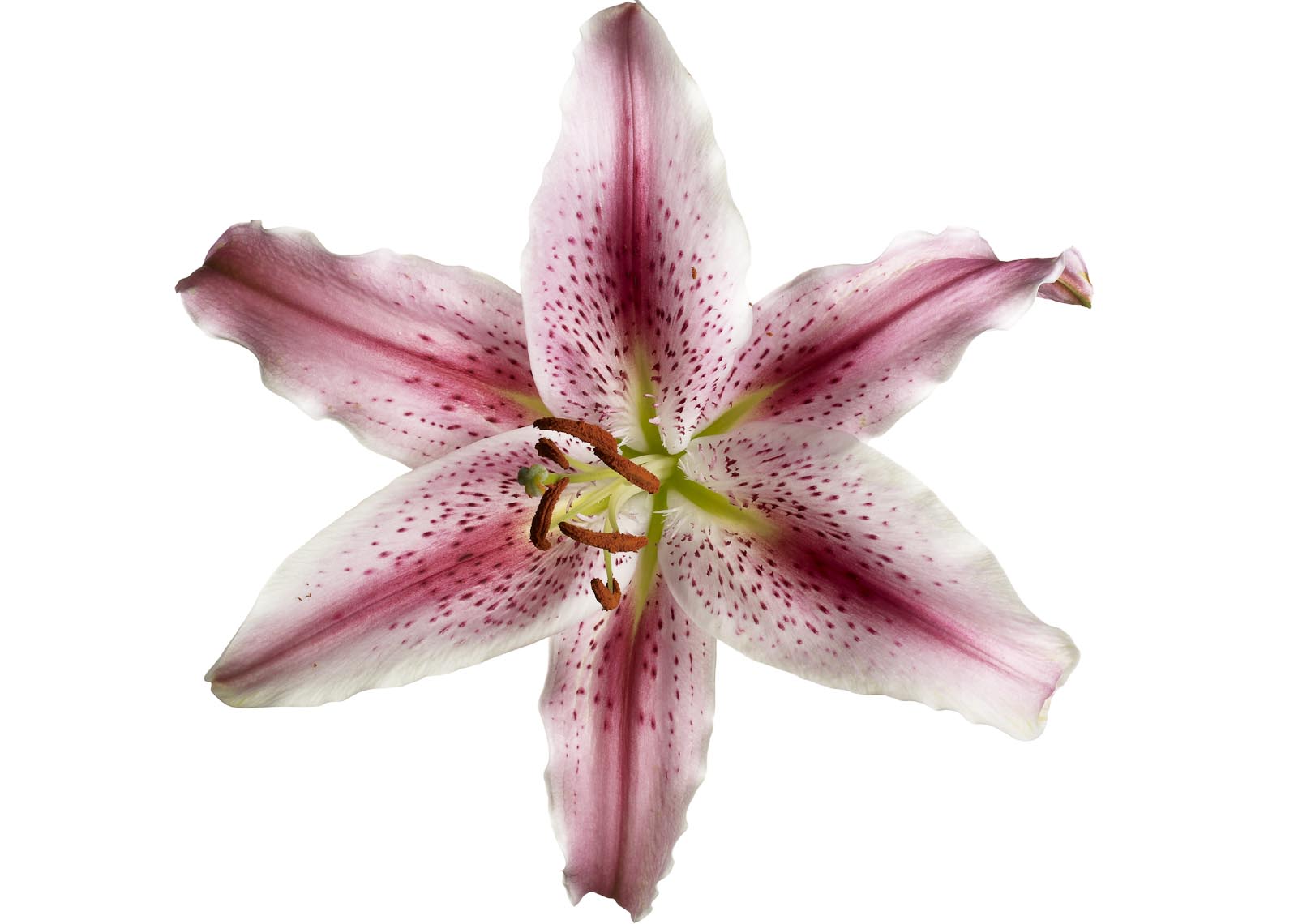 Botanical Still Life | Lily Flower
