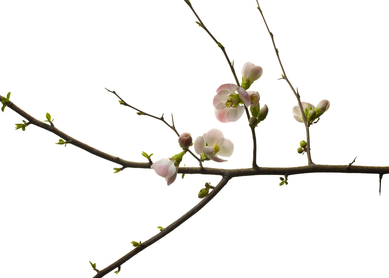 Botanical Still Life | Cherry Blossom