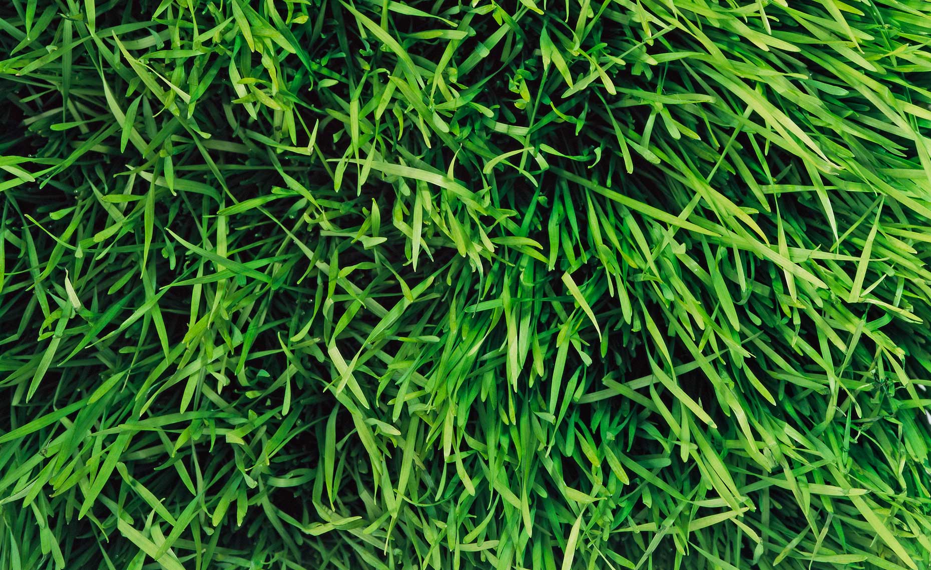 Botanical Still Life | Flora and Fauna, Patch of Lawn Grass